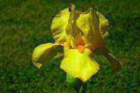 iris-pseudoacorus