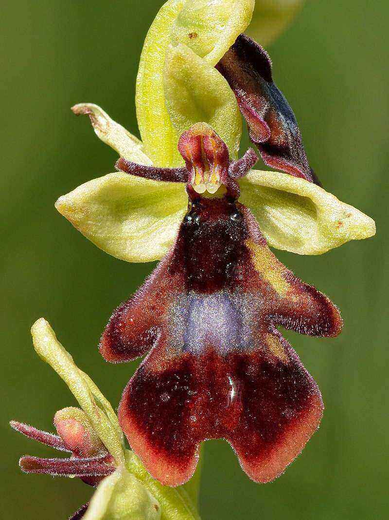 ophrys-insectifera