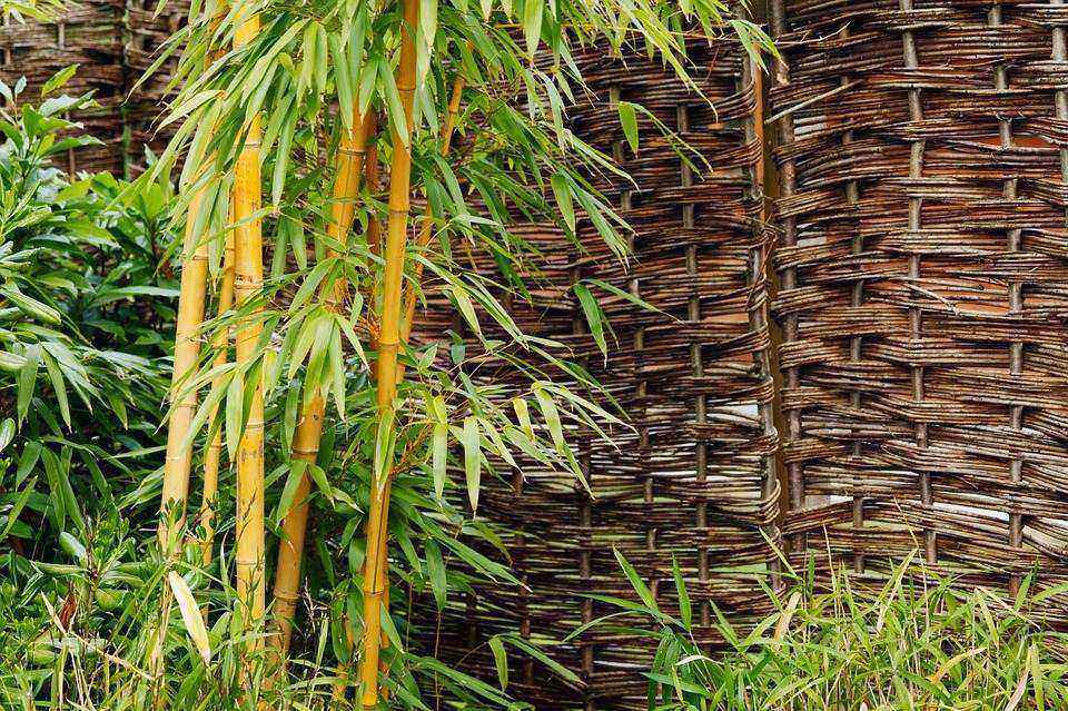 bambou-fargesia