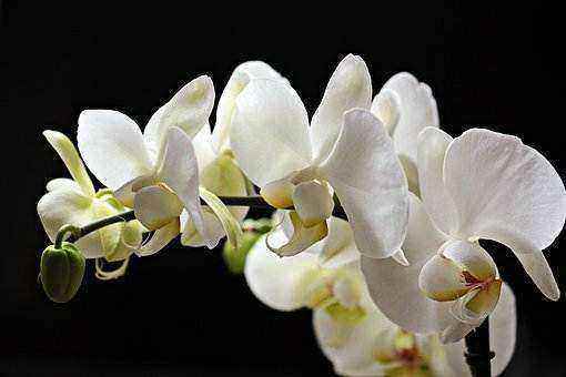 Orchidée phalanopsis