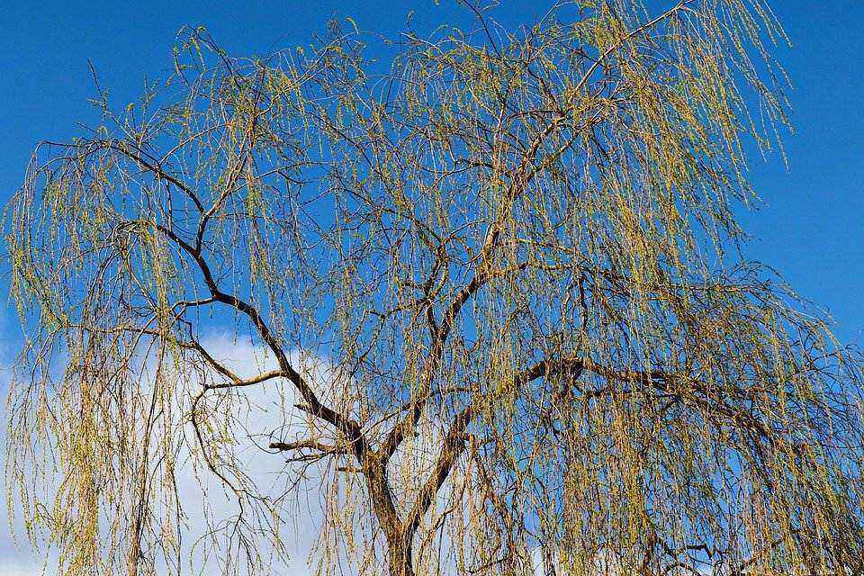 Saule pleureur Salix babylonica