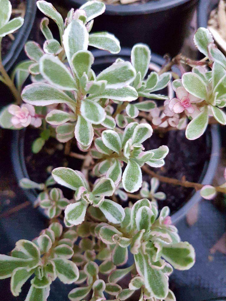Sedum spurium variegatum