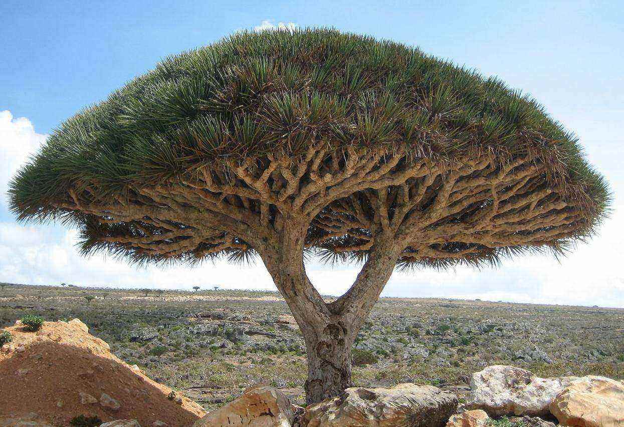 Socotra-dragon-tree