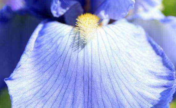 iris-germanica-blue-lavender
