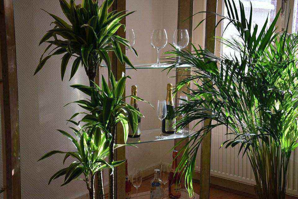 plantes-appartement