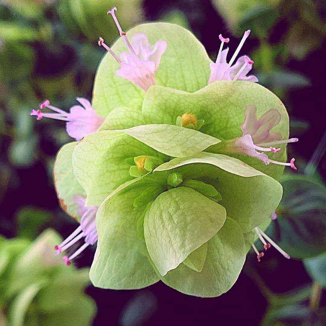 flower-origanum-rotundifolium