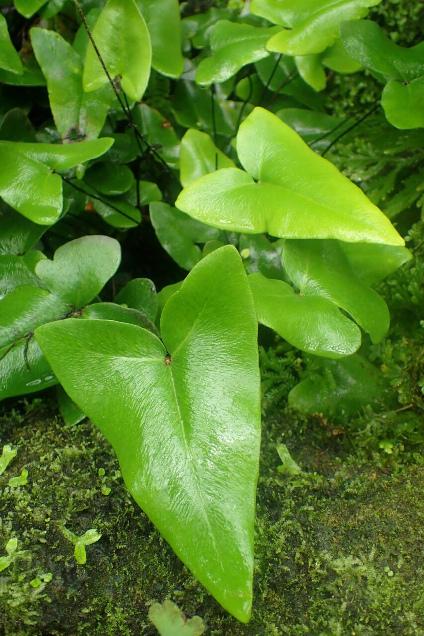 hemionitis-arifolia