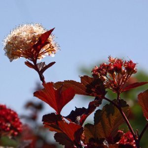 physocarpus-opulifolius-summer-wine