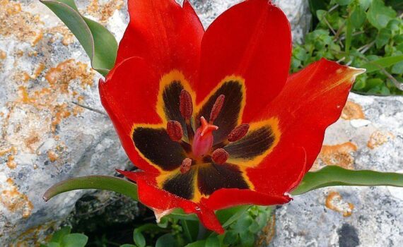 tulipa-agenensis