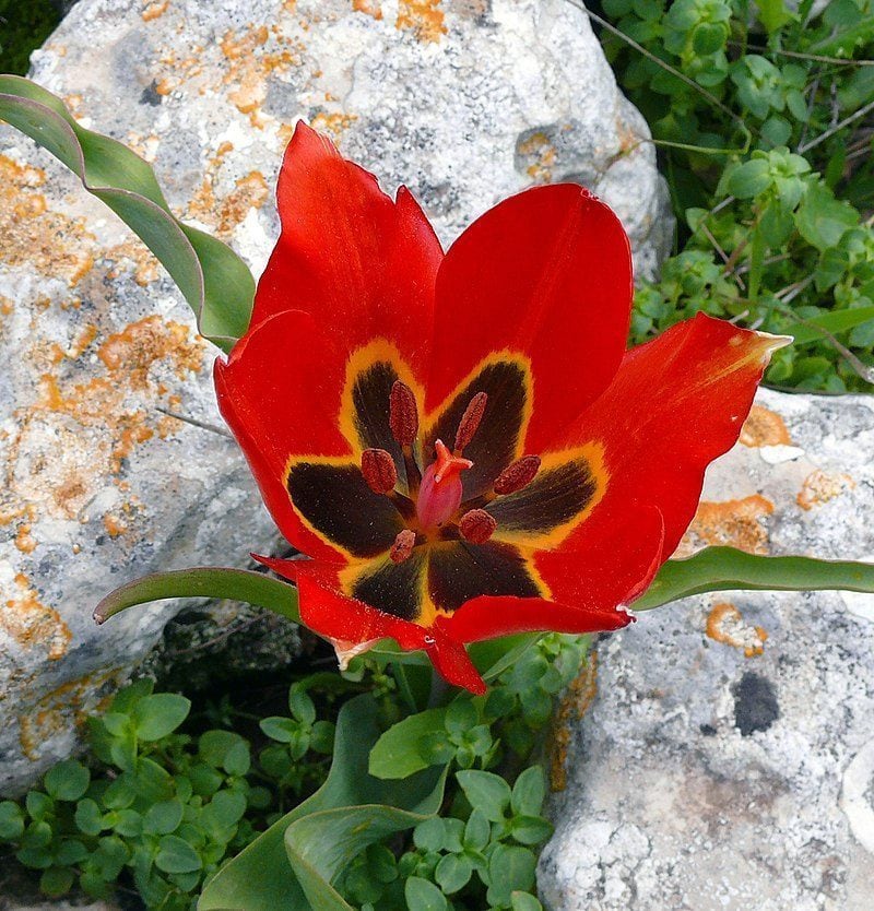 tulipa-agenensis