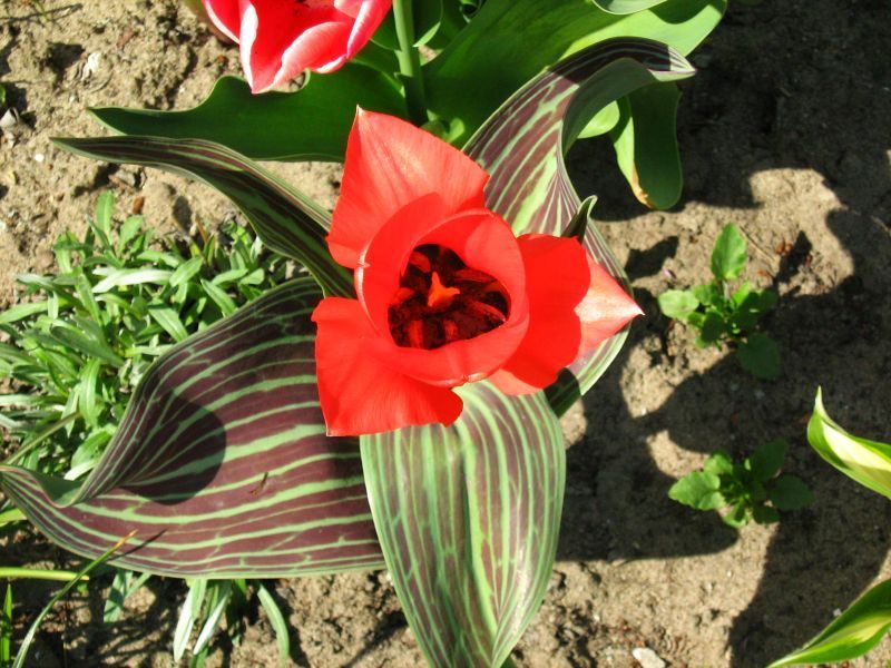 tulipa-greigi