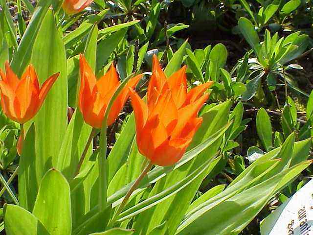 tulipa-praestans