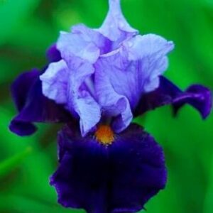 iris-germanica-chelsea-blue