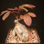 phyllanthus-mirabilis