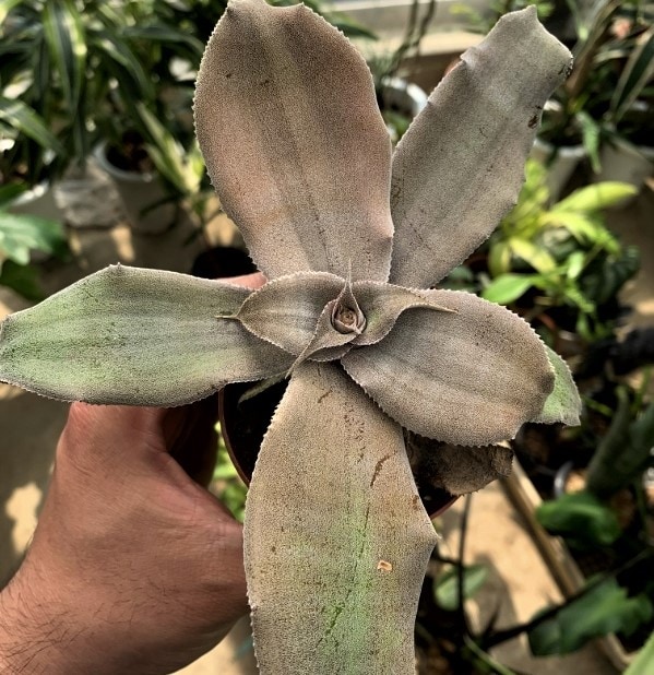 cryptanthus-argyrophyllus