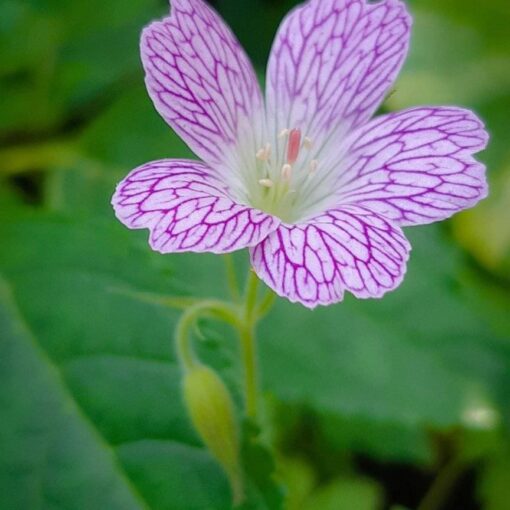 geranium-versicolor