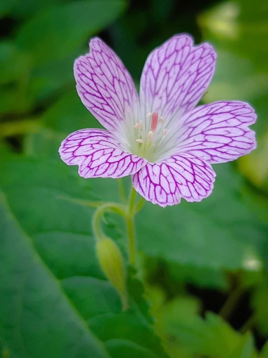 geranium-versicolor