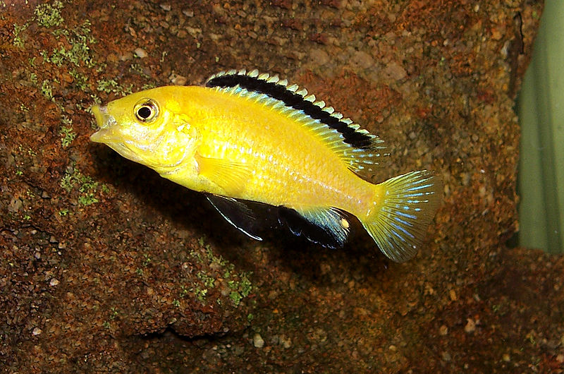 labidochromis-caeruleus-lac-malawi