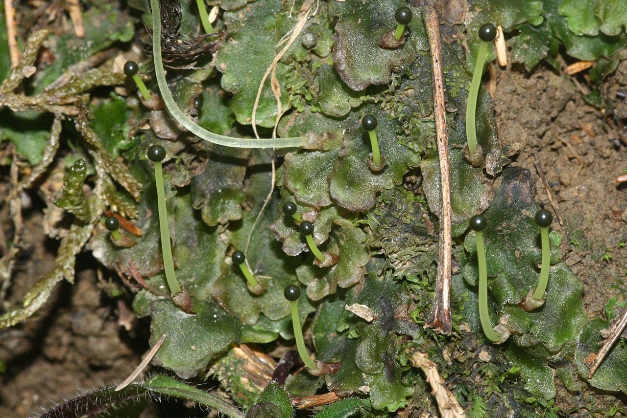 pellia-epiphylla