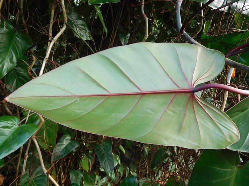philodendron-erubescens-feuille