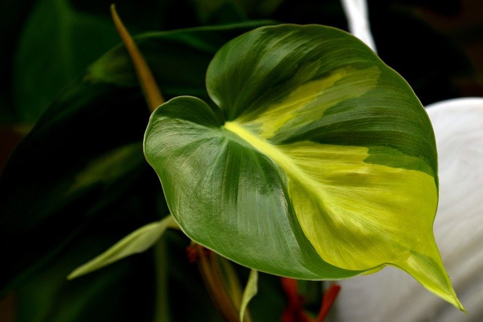 philodendron-hederaceum