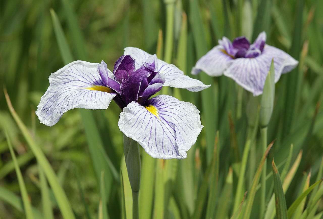 iris-ensata-botanique
