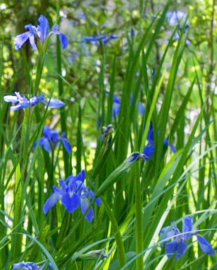 Iris gigantocaerulea
