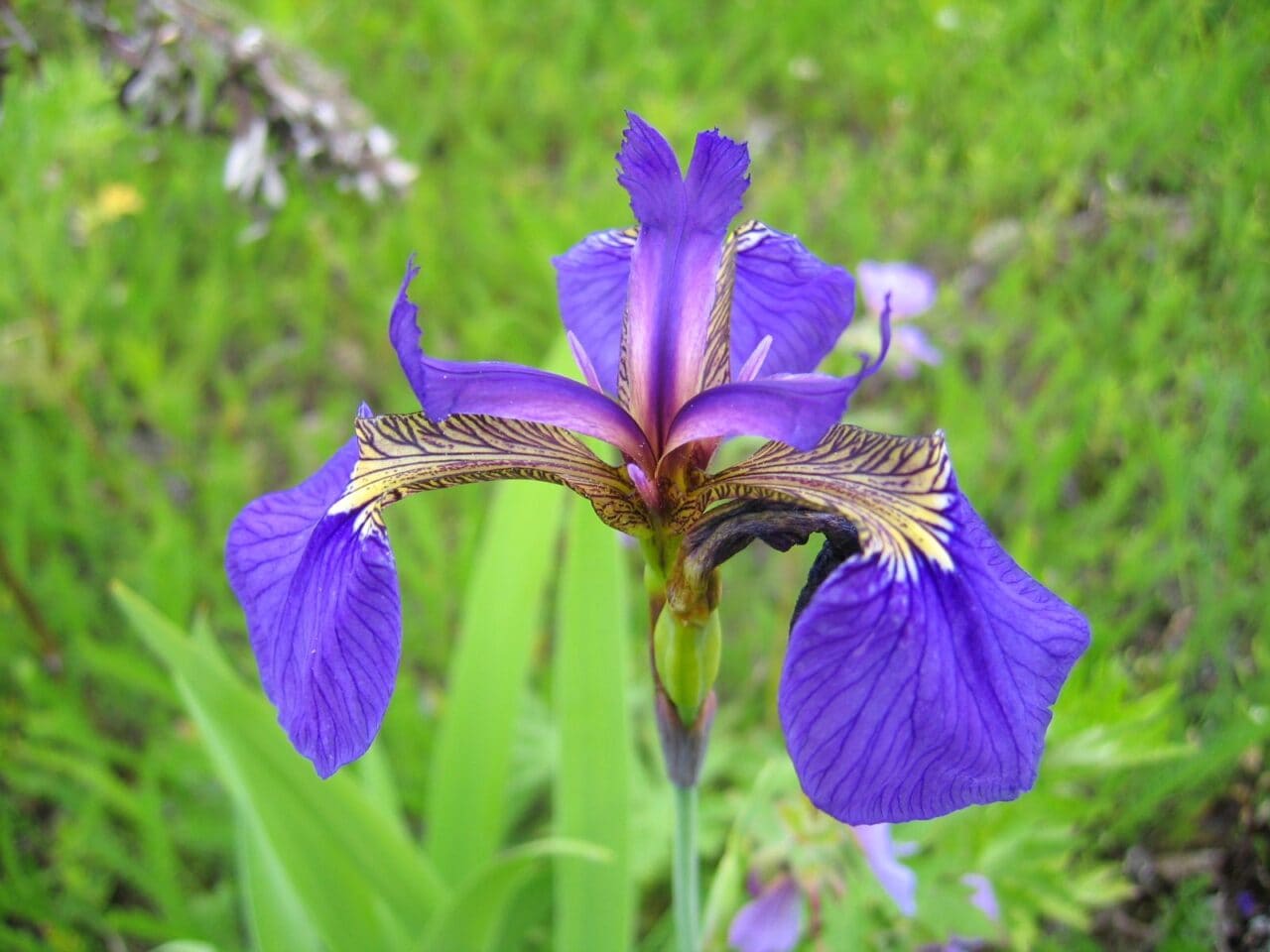iris-setosa