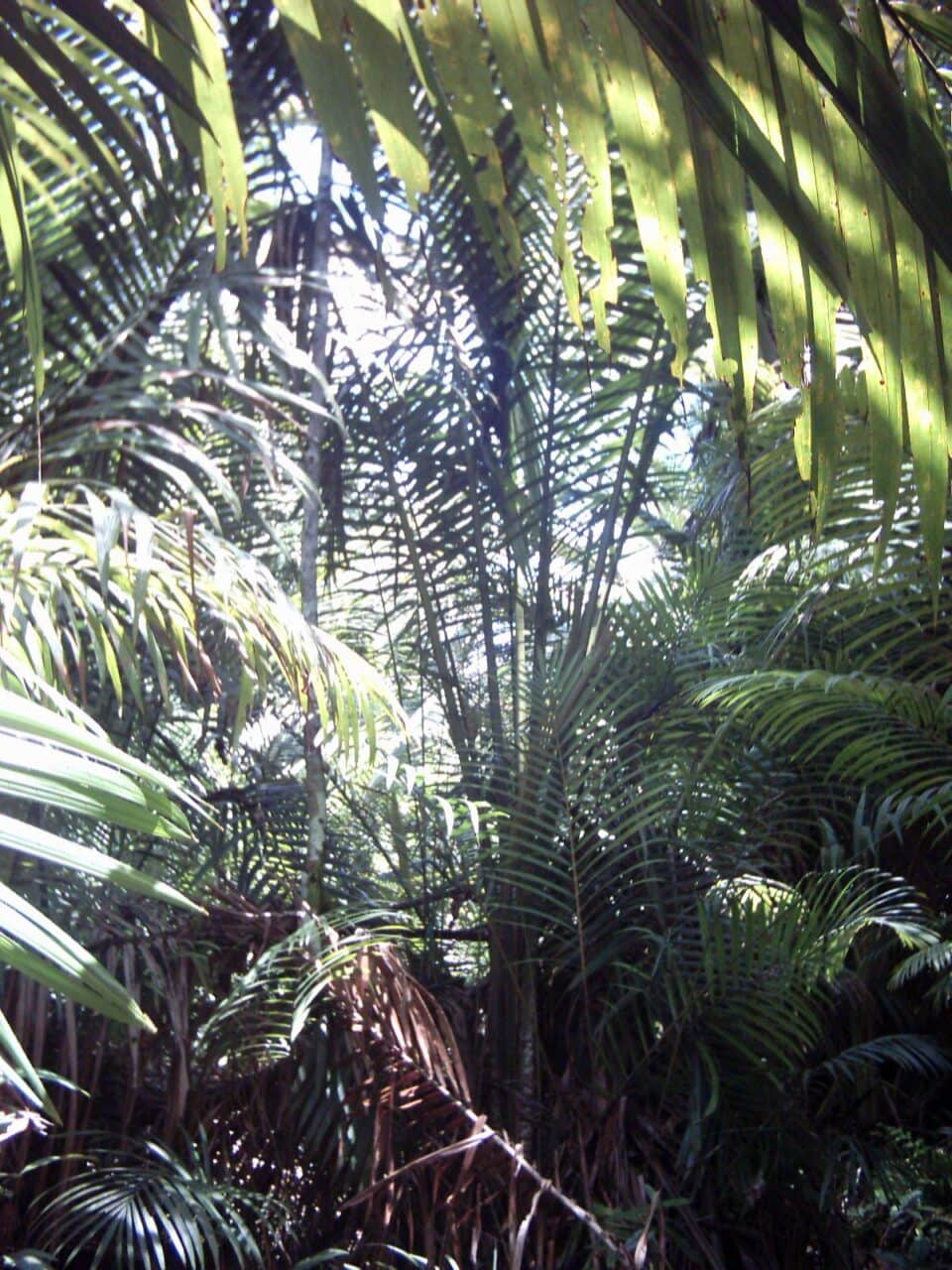 palmiers-metrolyxon